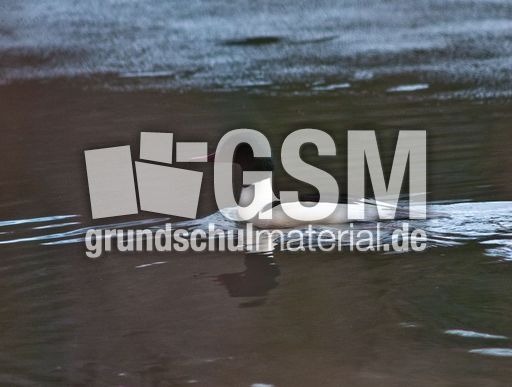 Gänsesäger (1 von 7).jpg